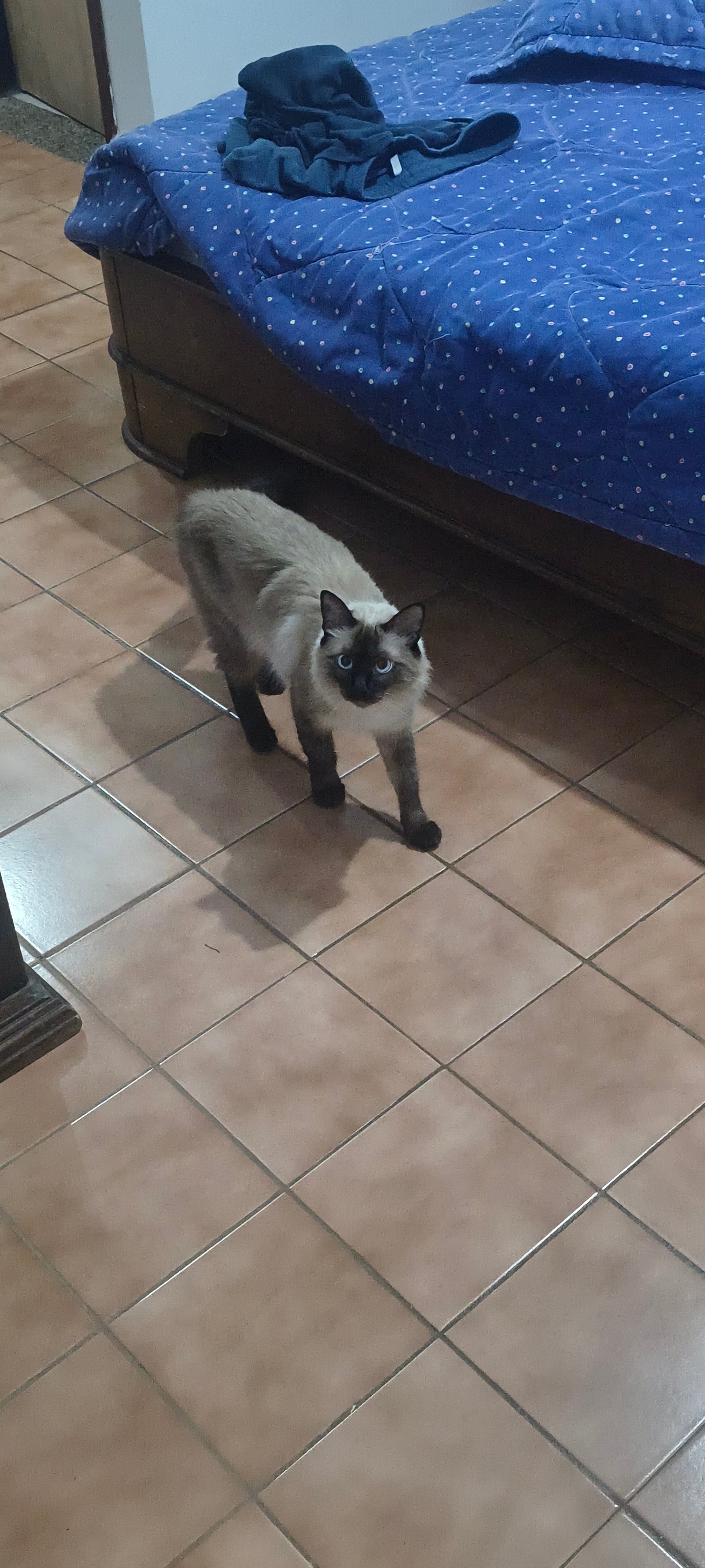 Gato